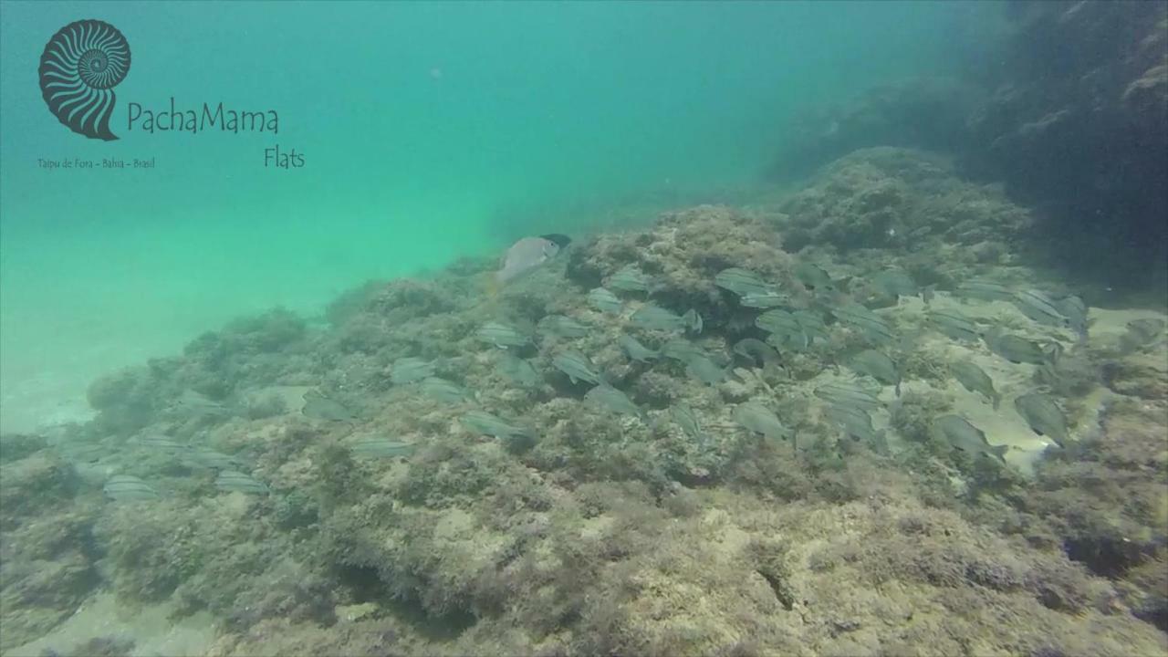 Pachamama Flats - Taipu De Fora Leilighet Barra Grande  Eksteriør bilde